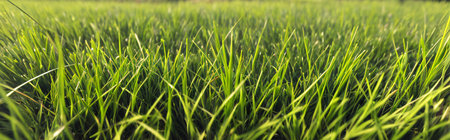 lawn, grass, low angle, panoramic view. generative AI illustration.の素材