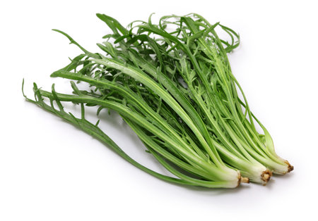 Erba Stella, Buck's Horn, Italian vegetableの写真素材