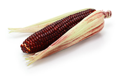 Burgundy color sweet corn isolated on white backgroundの写真素材
