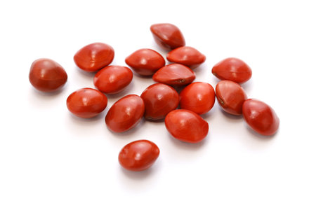 Lucky Seed (Saga Tree Seed)の素材