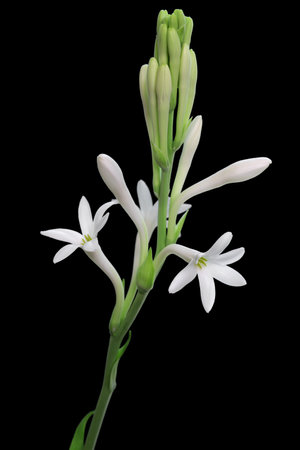 Tuberose flowers and buds, black backgroundの素材