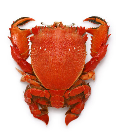 spanner crab, red frog crab isolated on white backgroundの写真素材