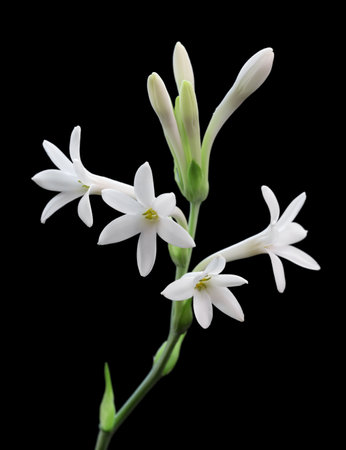 Tuberose flowers and buds isolated on black backgroundの写真素材