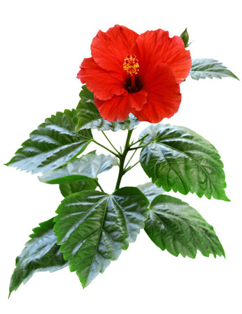 a red hibiscus flower isolated on a white backgroundの素材