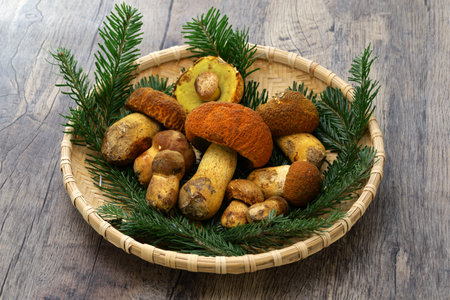 Akayamadori mushroom (Japanese porcini) on a bamboo colanderの写真素材
