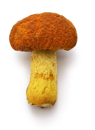 Akayamadori mushroom (Japanese porcini) isolated on white backgroundの写真素材