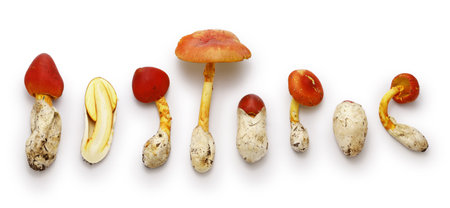 Ovoli(in Italy), Oronge(in France), Tamagotake(in Japan).This wild mushroom is eaten all over the world. In European countries, it is called "Caesar's mushroom" and prized.の写真素材