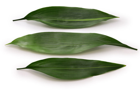 Haran(aspidistra elatior), leaf to put under the Japanese nigiri sushi.の写真素材