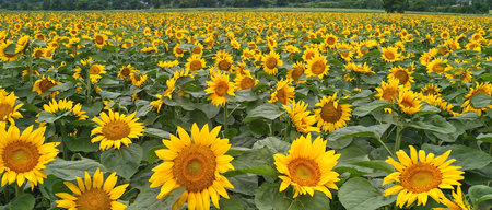 field of blooming sunflowers in the countryside. Generative AIの素材