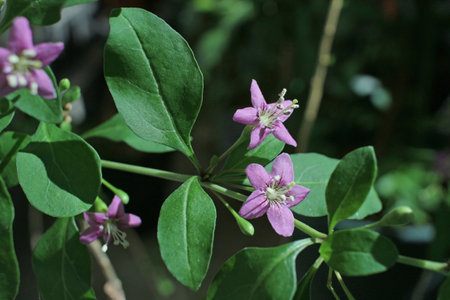 Goji berry flowers in bloom.の写真素材