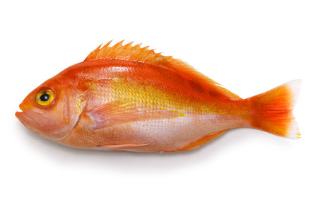schlegel red bass isolated on white backgroundの写真素材