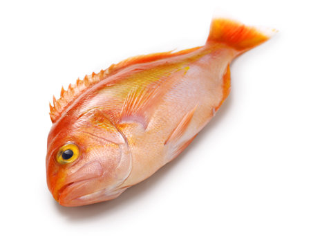 schlegel red bass isolated on white backgroundの写真素材