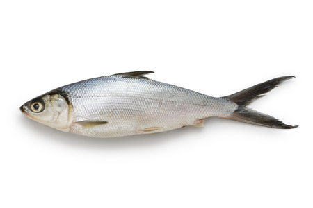 Milkfish is an important seafood in Southeast Asia as it is easily farmed.の写真素材