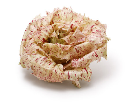 Castelfranco (Italian vegetable that looks like a rose flower)の写真素材
