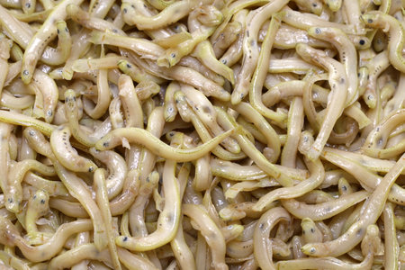 simmered ice goby, a Japanese seafood delicacyの写真素材