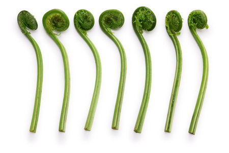 fiddlehead (Ostrich fern), Japanese delicious wild vegetablesの写真素材