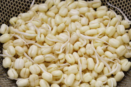 short bean sprout for nasi rawon made from mung bean. usually called toge or tauge in Indonesia.の写真素材