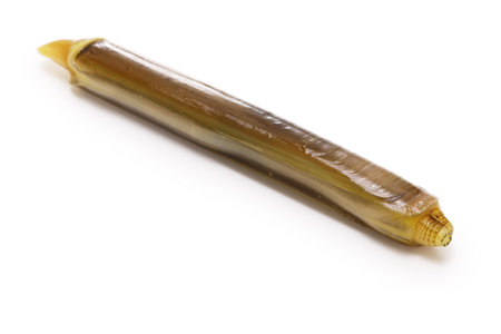 razor clams isolated on white backgroundの写真素材
