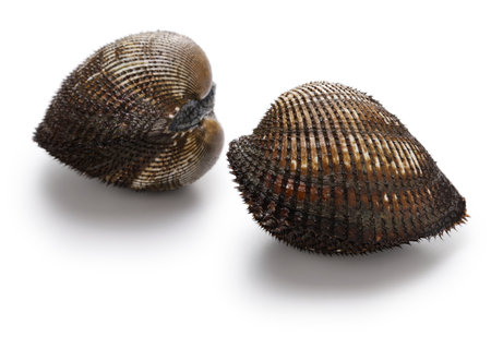 akagai, Japanese red clam isolated on white backgroundの写真素材