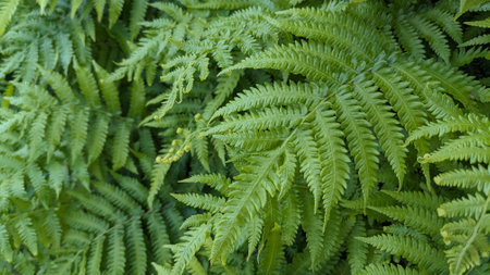 natural green fern wallpaper background textureの写真素材