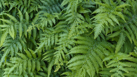 natural green fern wallpaper background textureの写真素材