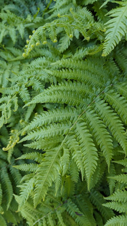 natural green fern wallpaper background textureの写真素材