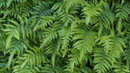 natural green fern wallpaper background textureの写真素材
