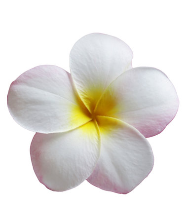 one plumeria flower isolated on white backgroundの写真素材