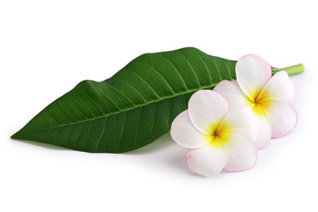 two plumeria flowers and a leaf isolated on white backgroundの写真素材