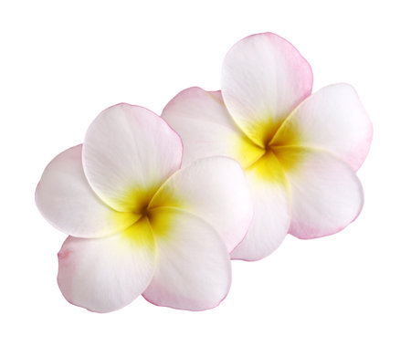 two plumeria flowers isolated on white backgroundの写真素材