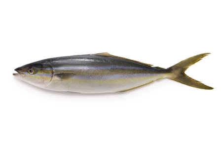 Rainbow runner, this fish is called Tsumuburi in Japan.の写真素材