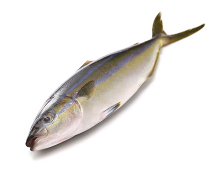 Rainbow runner, this fish is called Tsumuburi in Japan.の写真素材