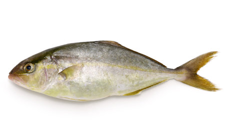 greater amberjack (kanpachi), Japanese cuisine ingredientの写真素材