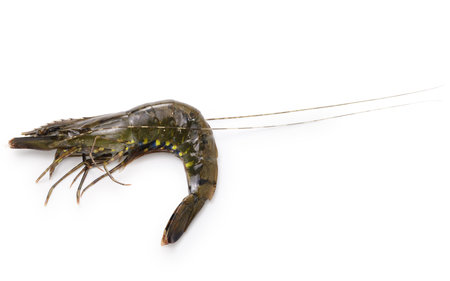 Live wild giant tiger prawn isolated on white backgroundの写真素材