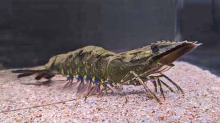 Live wild giant tiger prawn in an aquarium.の写真素材