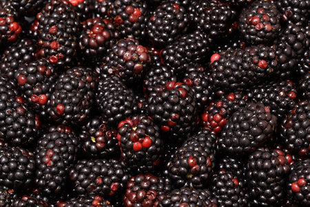Background image of harvested ripe organic blackberries.の写真素材