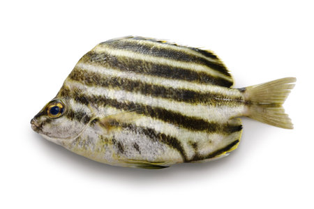 Stripey isolated on white background