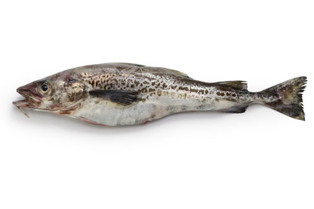 Alaska pollock isolated on white backgroundの写真素材
