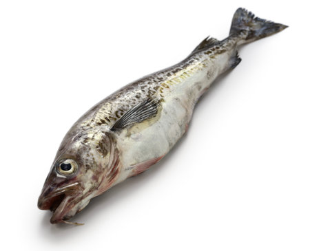 Alaska pollock isolated on white backgroundの写真素材