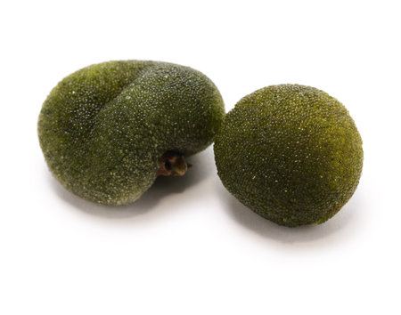 codium minus seaweed (called Tamamiru in Japan)