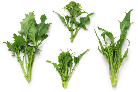 cime di rapa (turnip tops), Italian leaf vegetableの写真素材