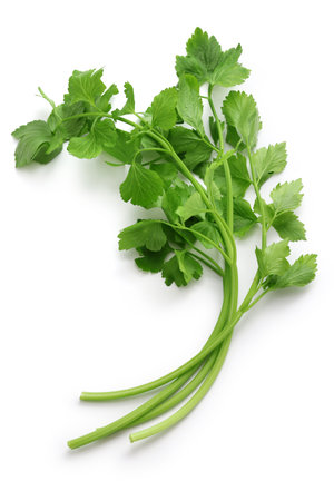 chinese celery isolated on white backgroundの写真素材