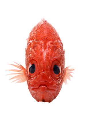 Japanese soldierfish isolated on white background, front viewの写真素材