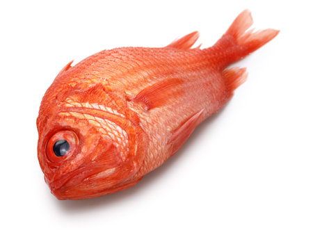 Japanese soldierfish isolated on white background, isometric viewの写真素材