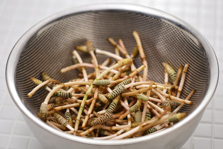 Preparation for Tsukushi ( Field Horsetail ) dishes. Japanese wild vegetable cuisine.の写真素材