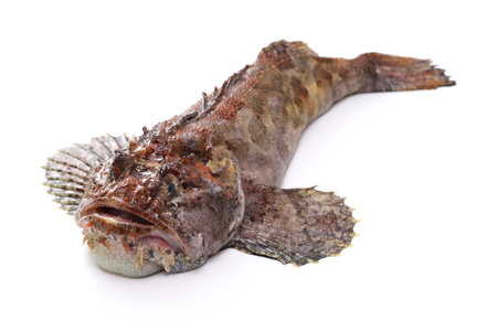 Sculpin (Kajika called in Japan) isolated on white background