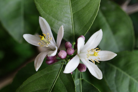 White flowers on lemon treeの写真素材