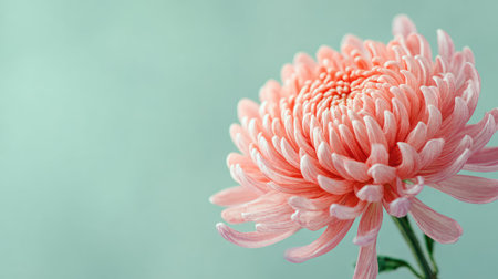 This captivating image showcases a delicate pink chrysanthemum blossom against a soft green backdrop, accentuating its intricate petals and natural beauty. Perfect for floral themes.の素材