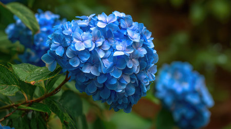 A stunning close-up image of vibrant blue hydrangea blooms enveloped by rich green foliage, showcasing nature's beauty in a serene outdoor setting.の素材
