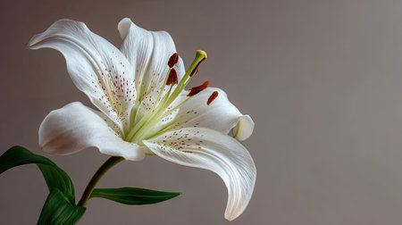 A stunning closeup of an elegant white lily flower with delicate petals and a soft neutral background, perfect for nature lovers and floral enthusiasts.の素材